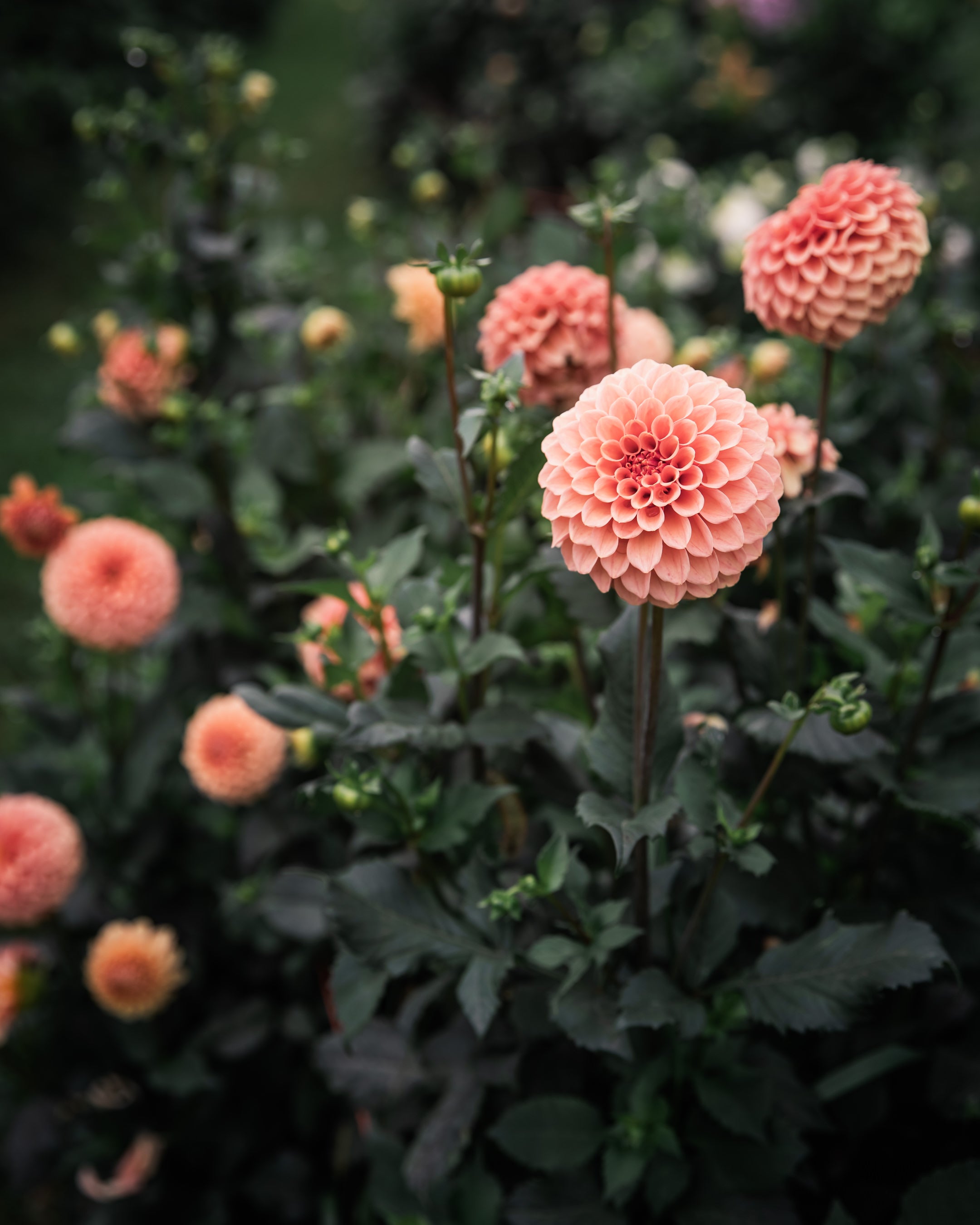 Dahlia Rose Toscano Tuber Sale