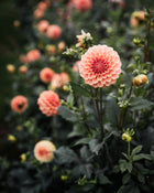 Dahlia Rose Toscano Tuber Sale
