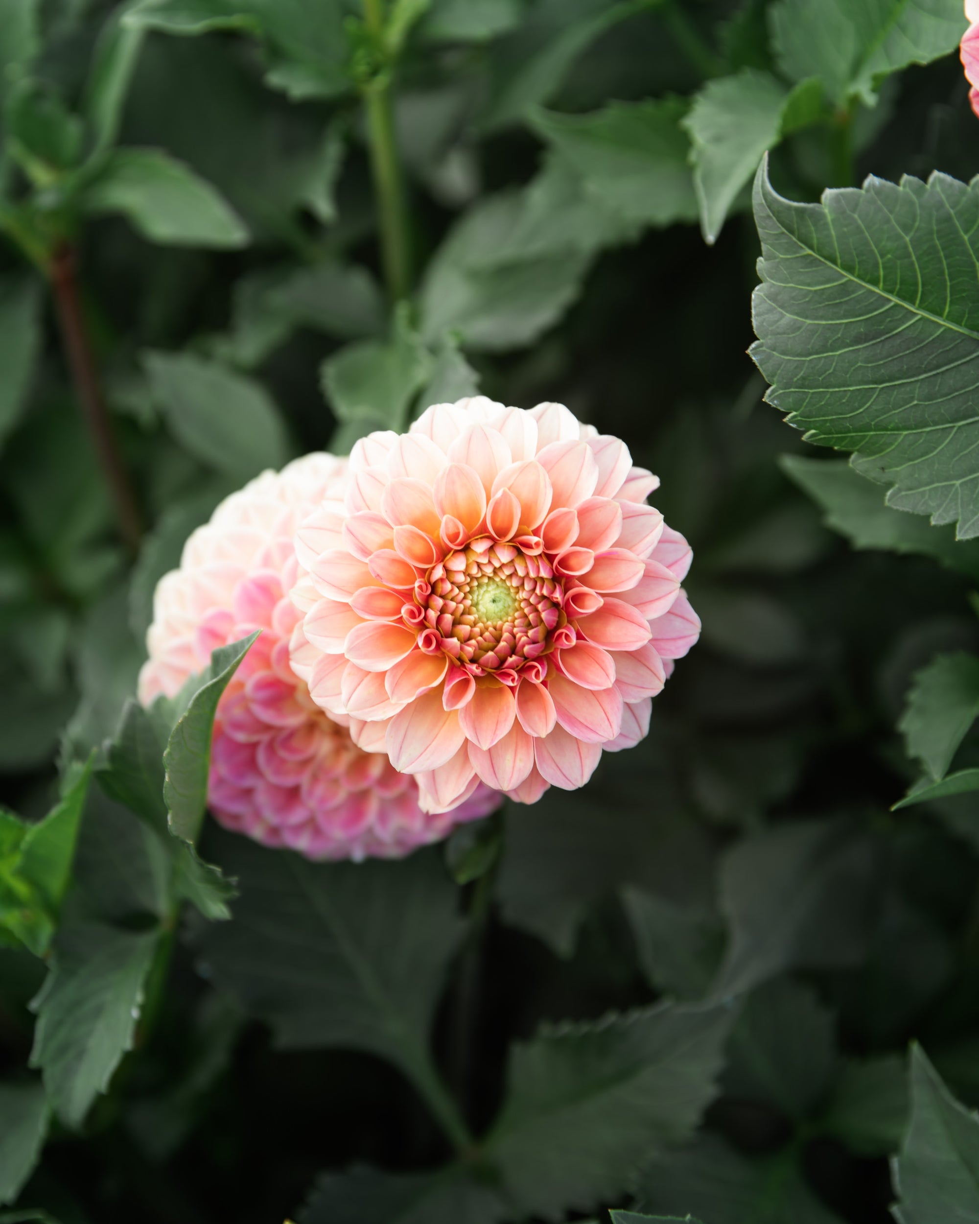 Dahlia Rose Toscano Tuber Sale