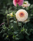 Dahlia Rose Toscano Tuber Sale