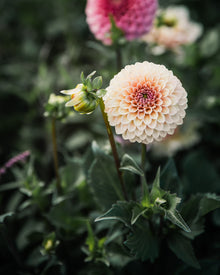 Dahlia Rose Toscano Tuber Sale