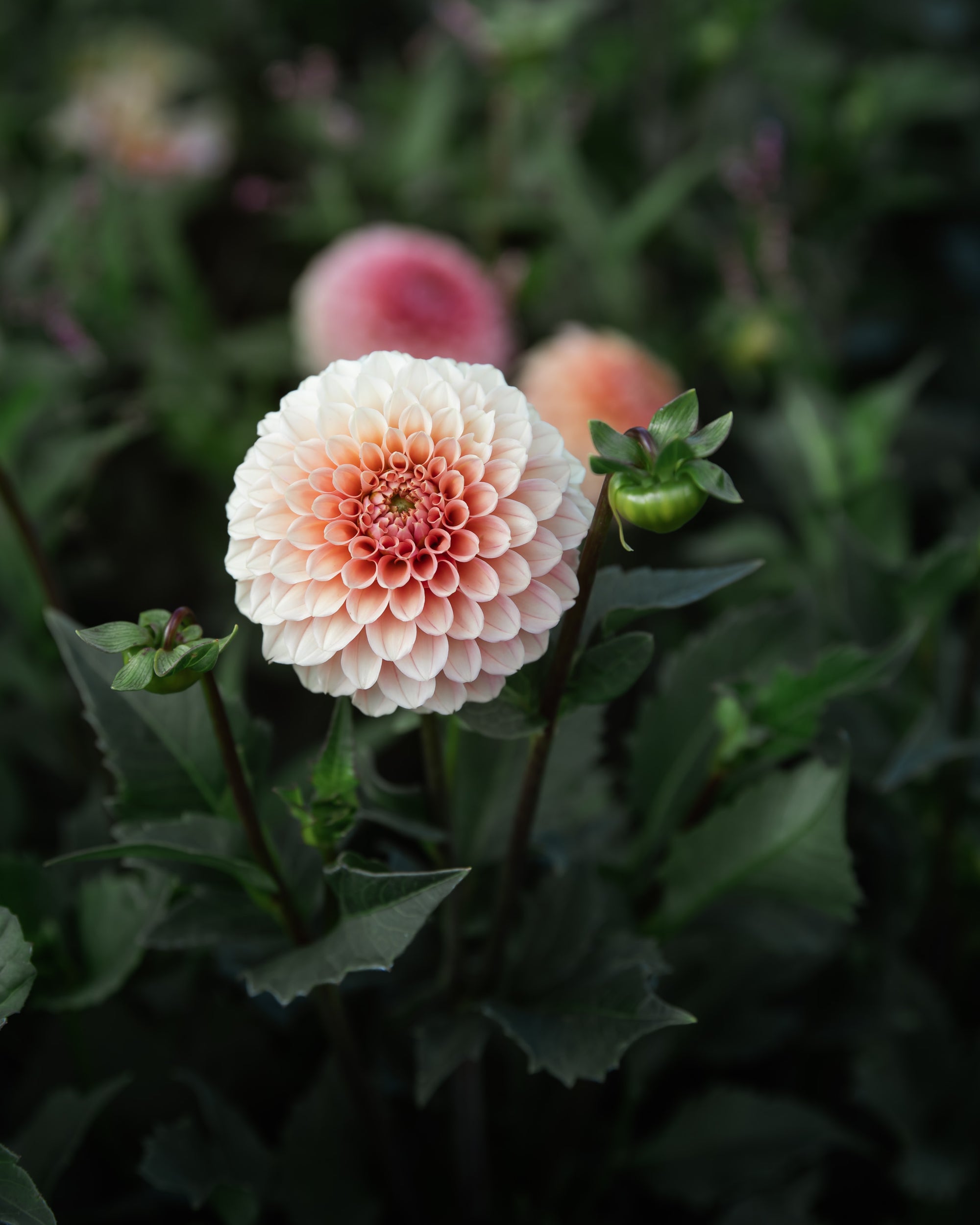 Dahlia Rose Toscano Tuber Sale