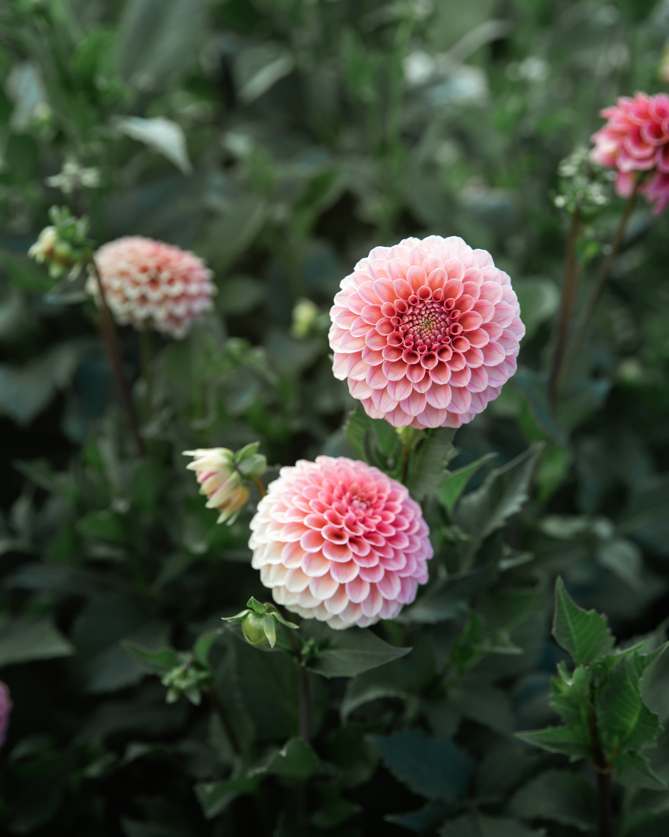 Dahlia Rose Toscano Tuber Sale