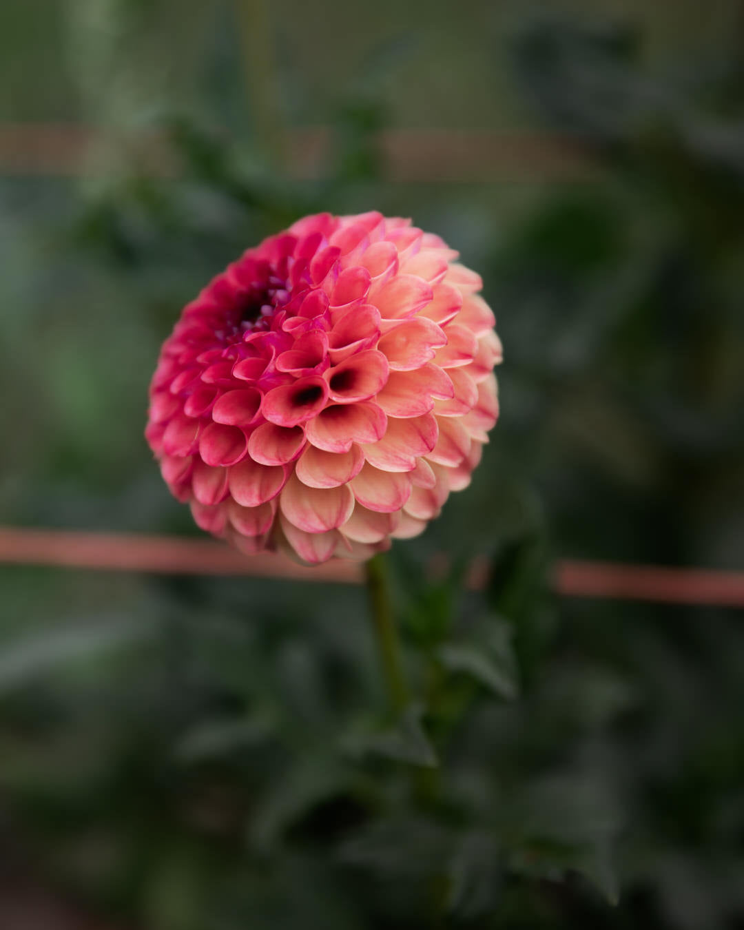 Dahlia Rosemary Dawn Petal Back Farm