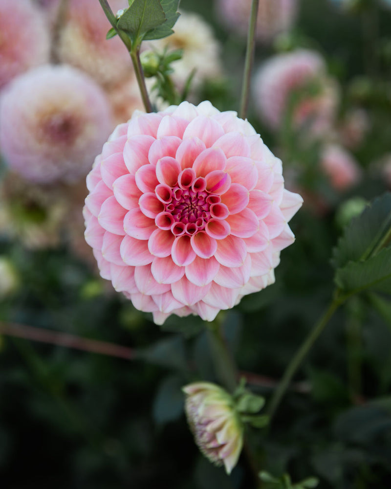 Dahlia Salmon Kiss (LIMIT 1)