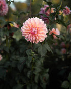Dahlia Scaur Swinton Tuber Sale