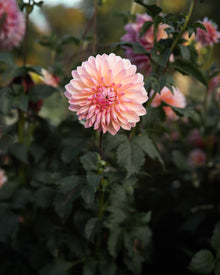 Dahlia Scaur Swinton Tuber Sale
