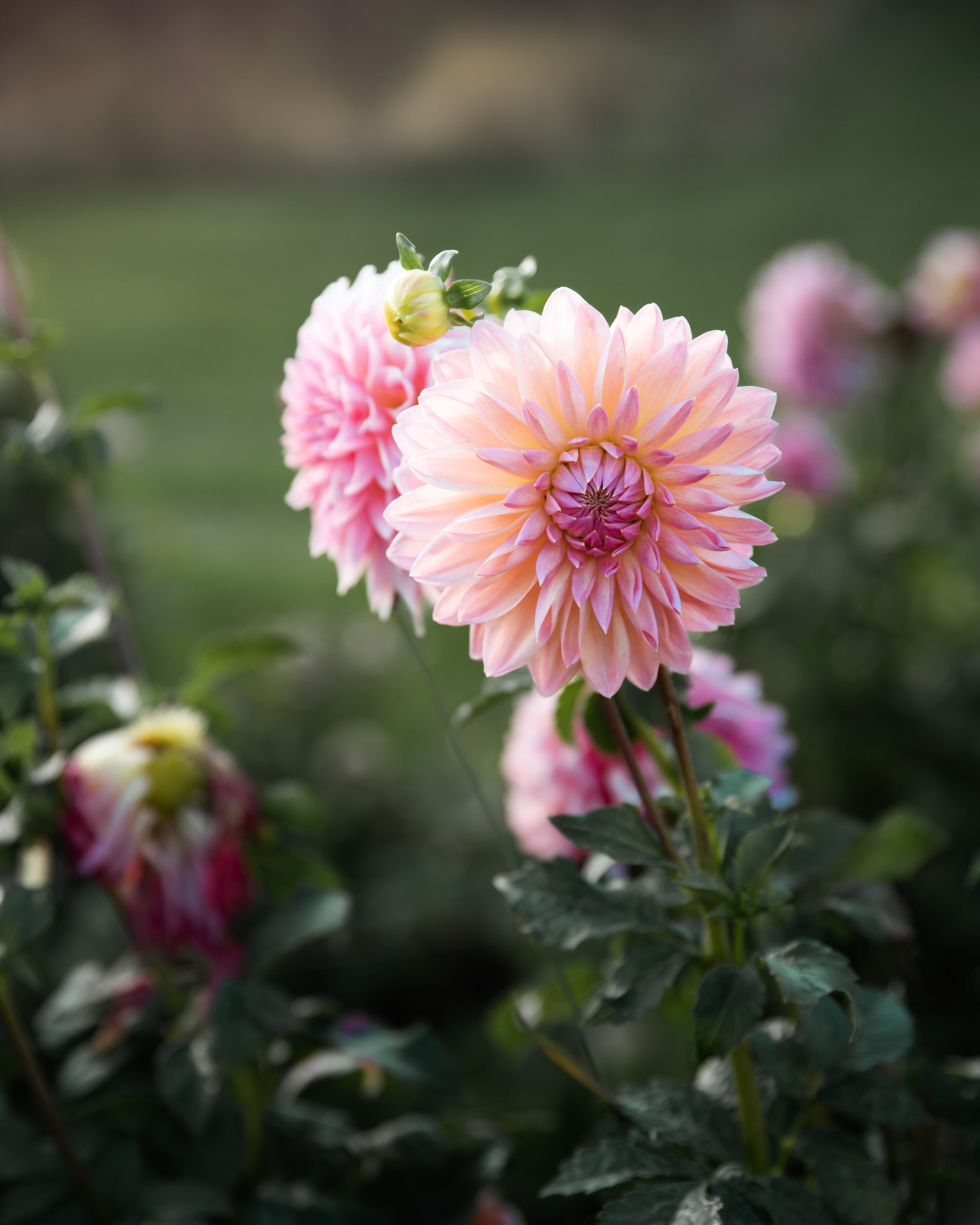 Dahlia Scaur Swinton Tuber Sale