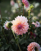 Dahlia Scaur Swinton Tuber Sale