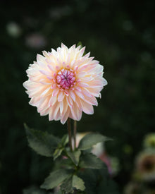 Dahlia Scaur Swinton Tuber Sale
