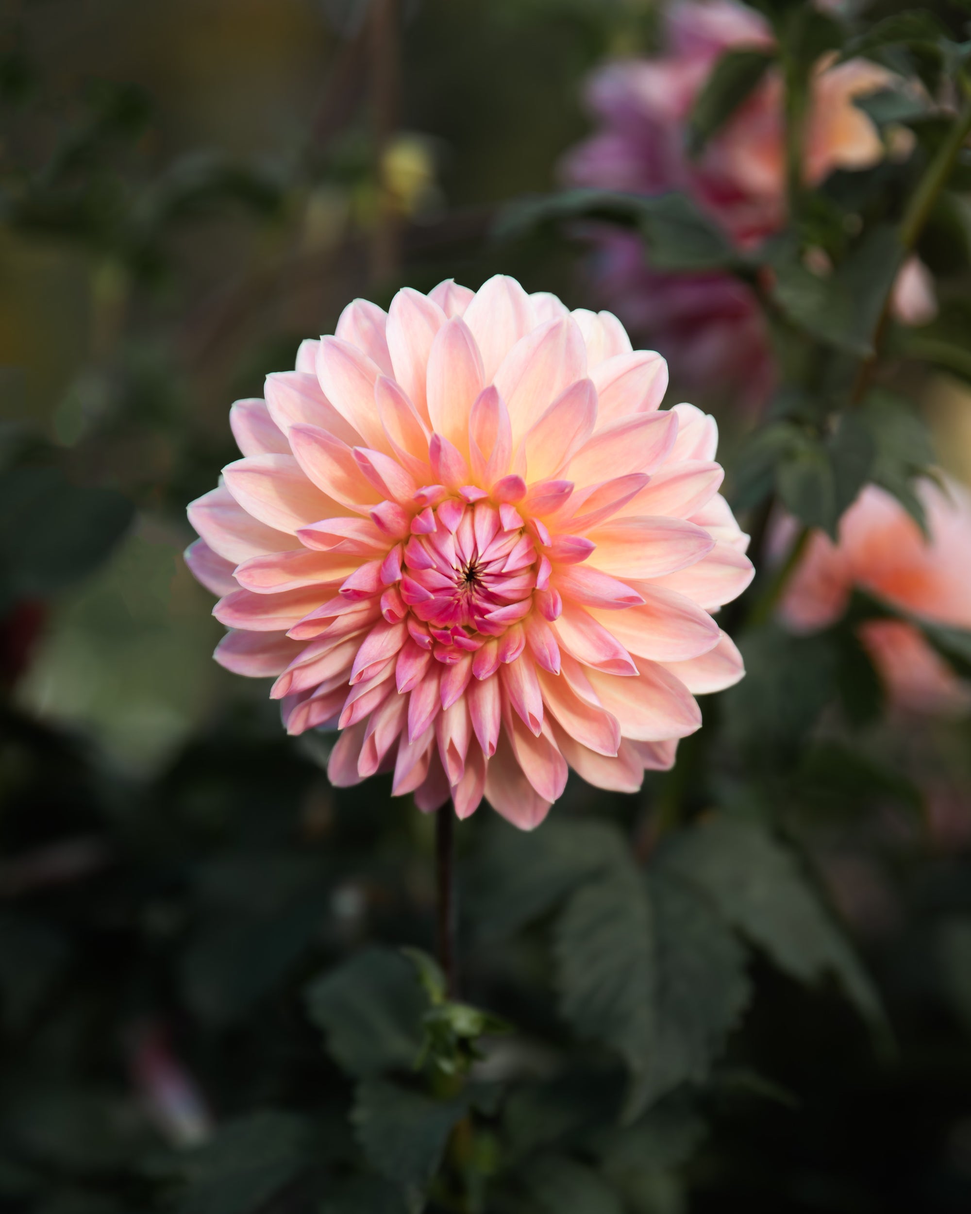 Dahlia Scaur Swinton Tuber Sale