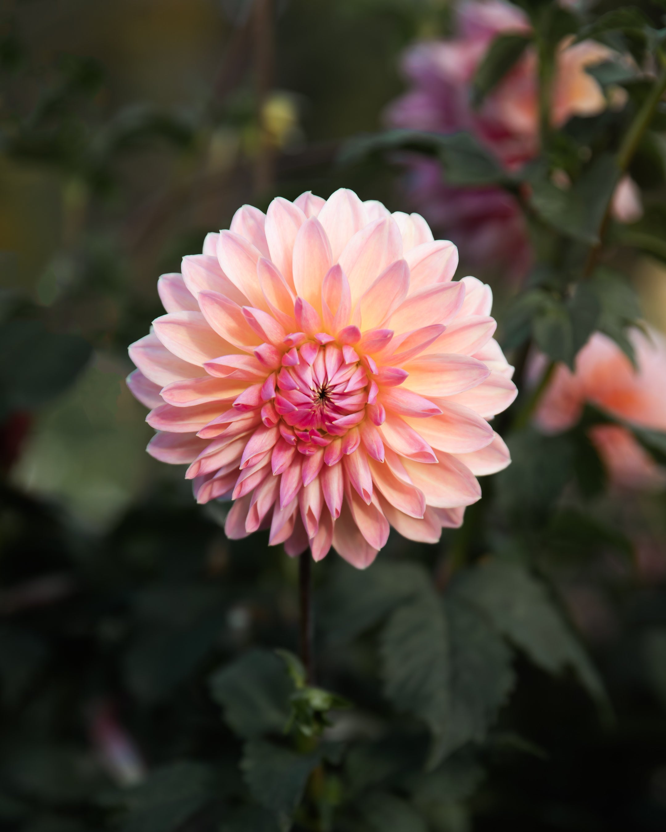 Dahlia Scaur Swinton Tuber Sale