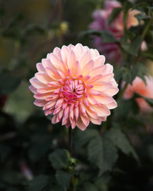 Dahlia Scaur Swinton Tuber Sale