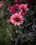 Dahlia Senior's Hope