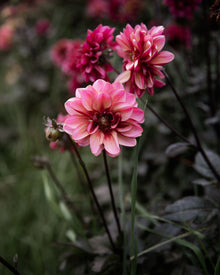 Dahlia Senior's Hope