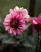 Dahlia Senior's Hope