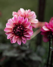 Dahlia Senior's Hope
