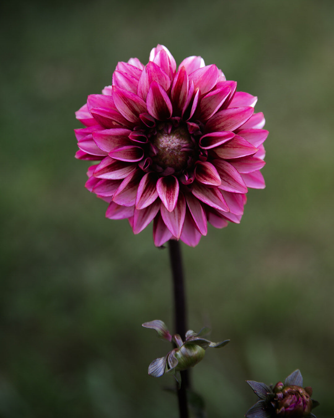 Dahlia Senior's Hope