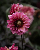 Dahlia Senior's Hope