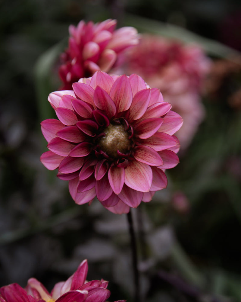 Dahlia Senior's Hope