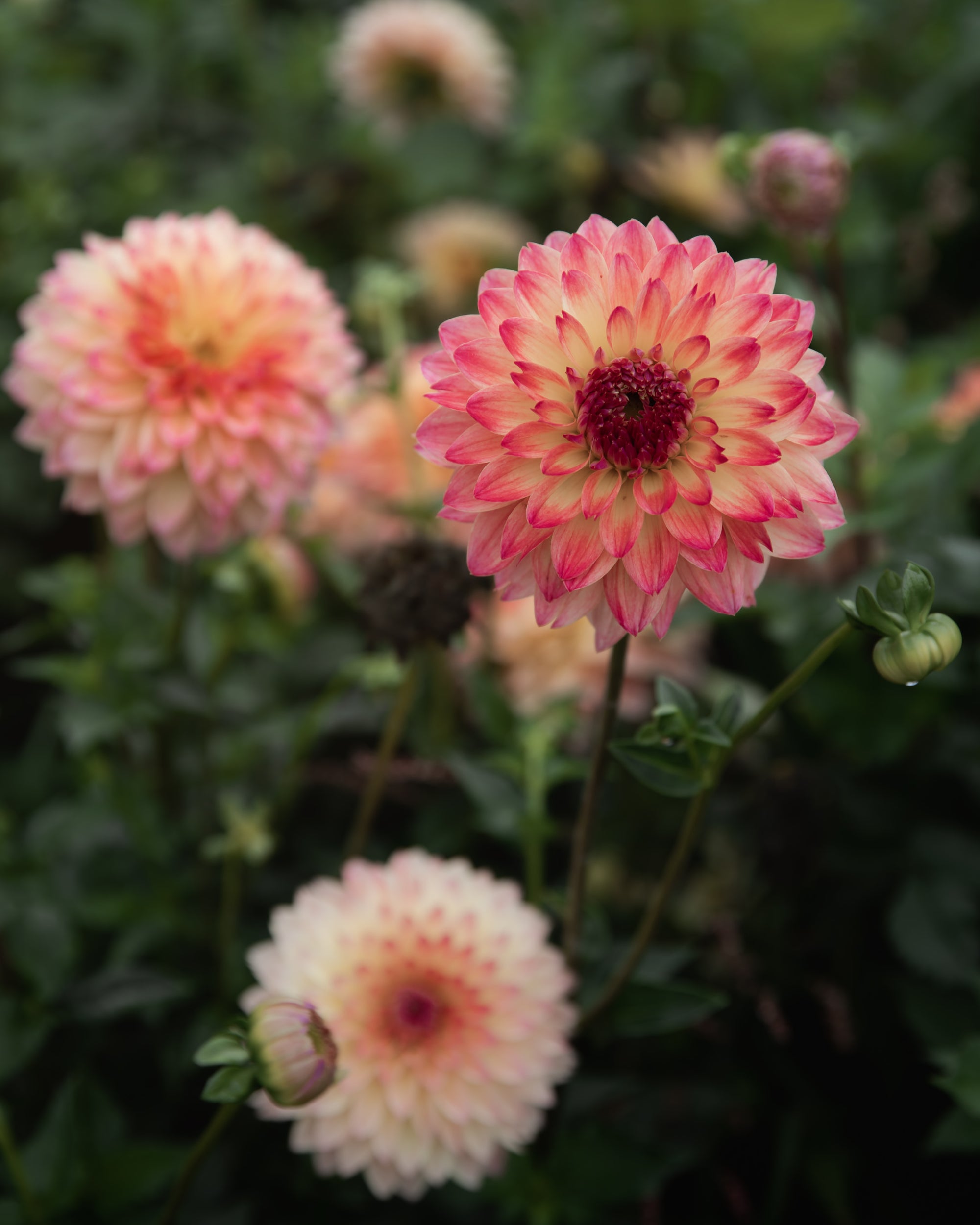Dahlia September Morn