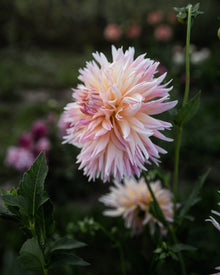 Dahlia Shaggy Chic