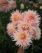 Dahlia Shaggy Chic