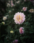 Dahlia Sheer Heaven Tuber Sale