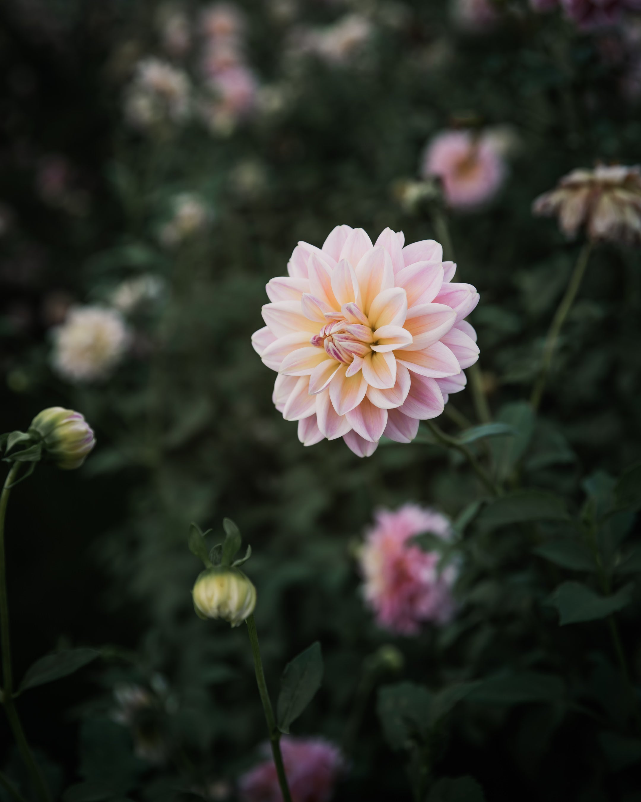 Dahlia Sheer Heaven Tuber Sale