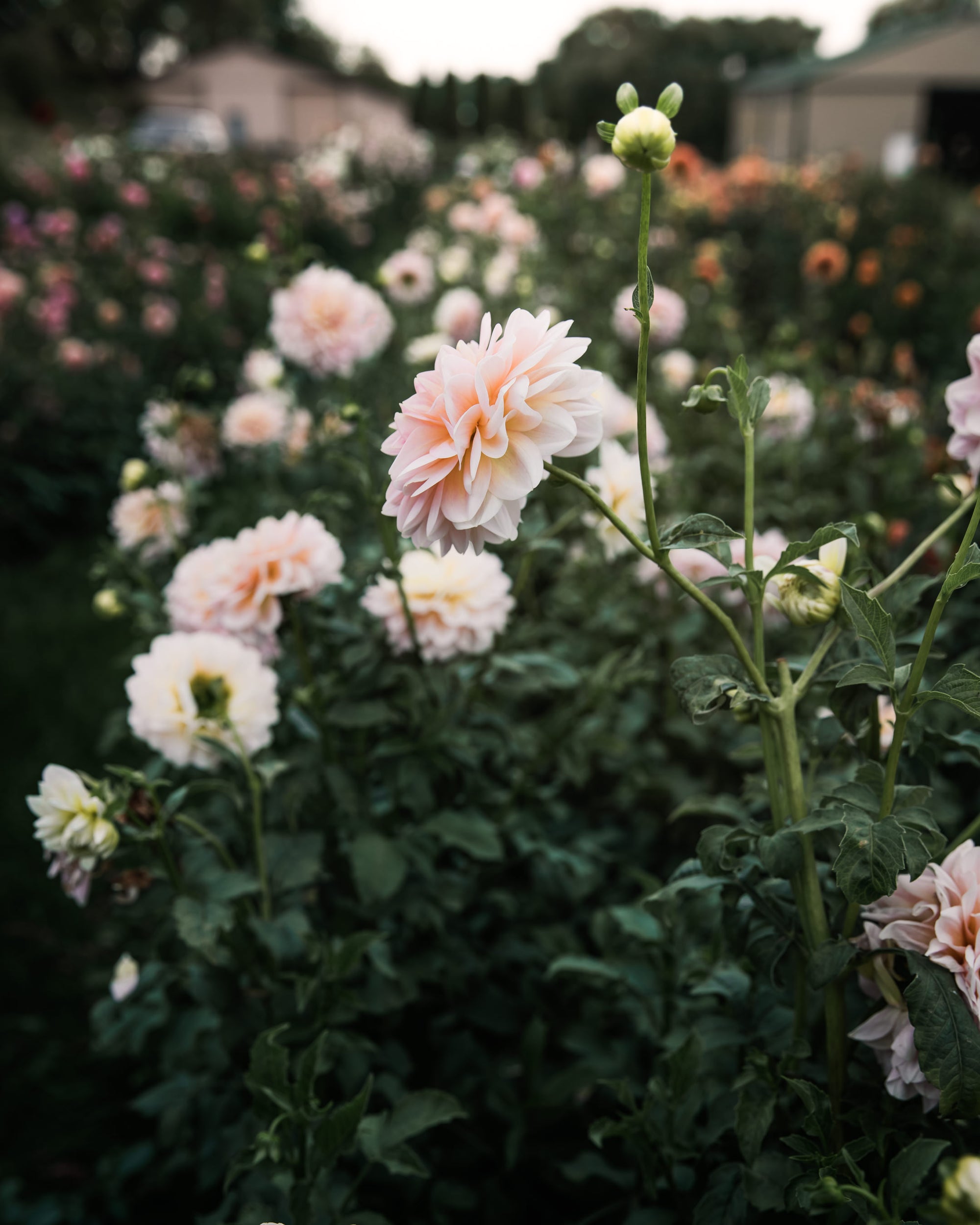 Dahlia Sheer Heaven Tuber Sale