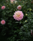 Dahlia Sheer Heaven Tuber Sale