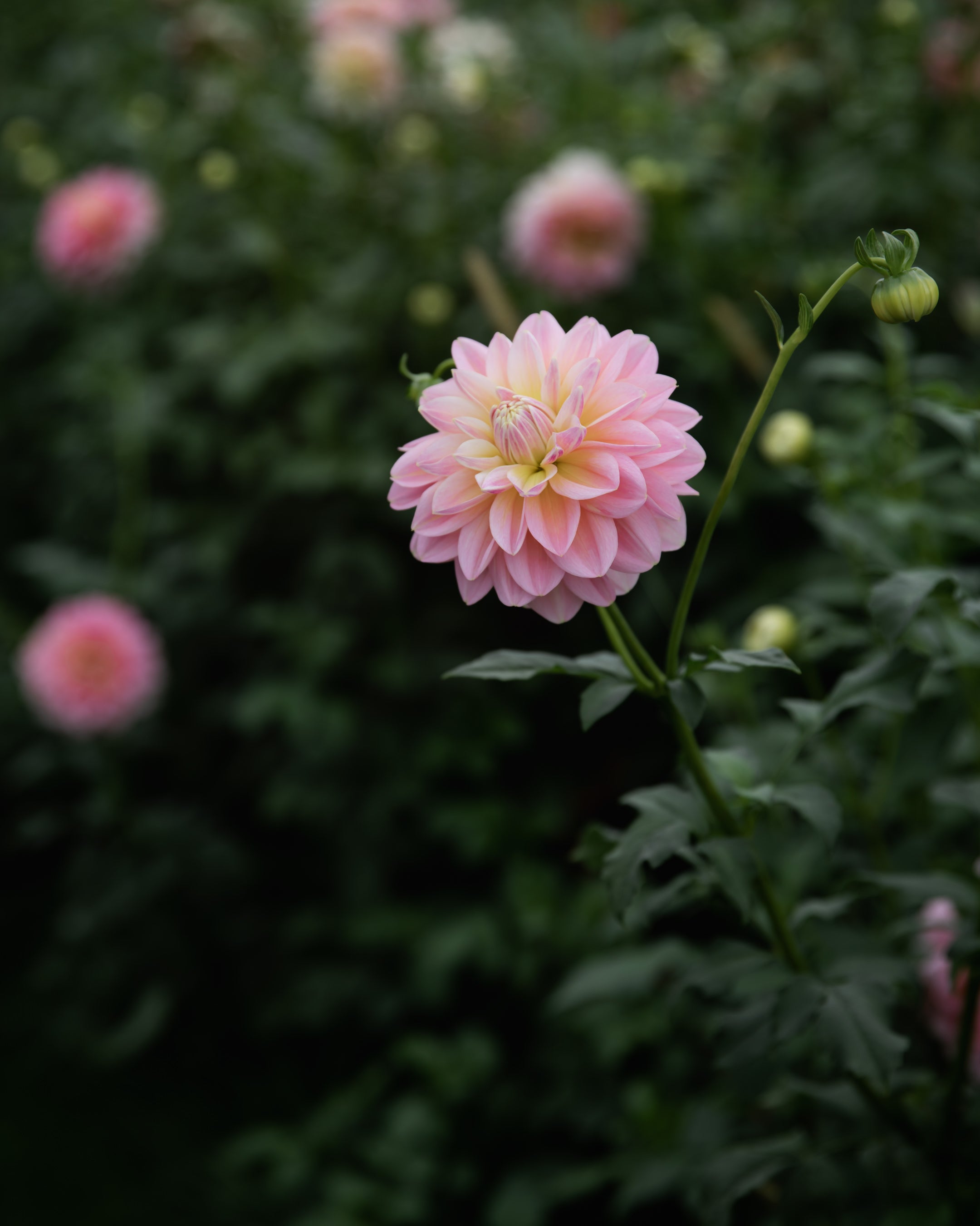 Dahlia Sheer Heaven Tuber Sale
