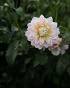 Dahlia Sheer Heaven Tuber Sale