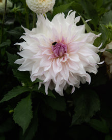 Dahlia Shiloh Noelle