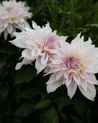 Dahlia Shiloh Noelle