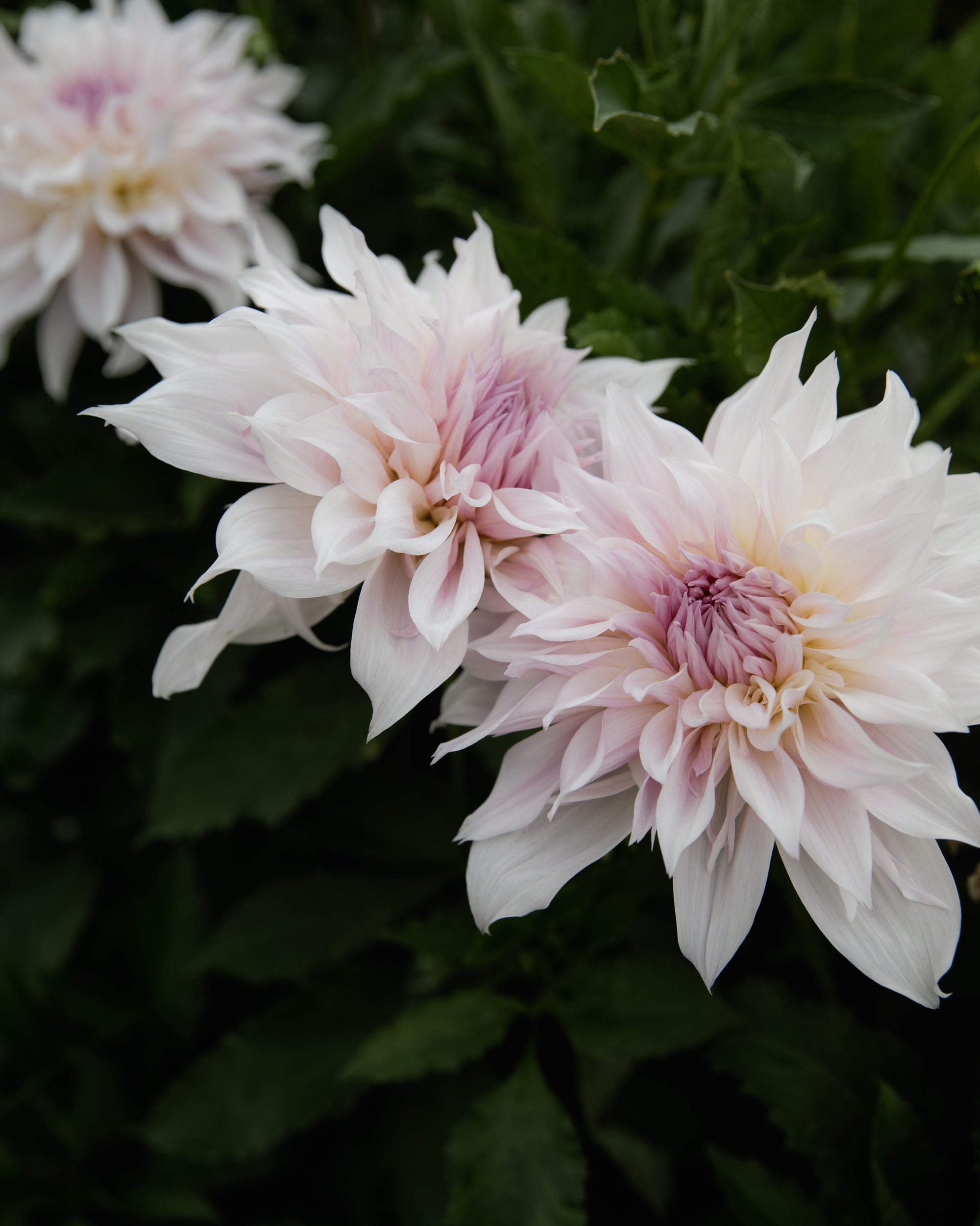 Dahlia Shiloh Noelle