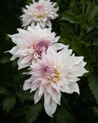 Dahlia Shiloh Noelle