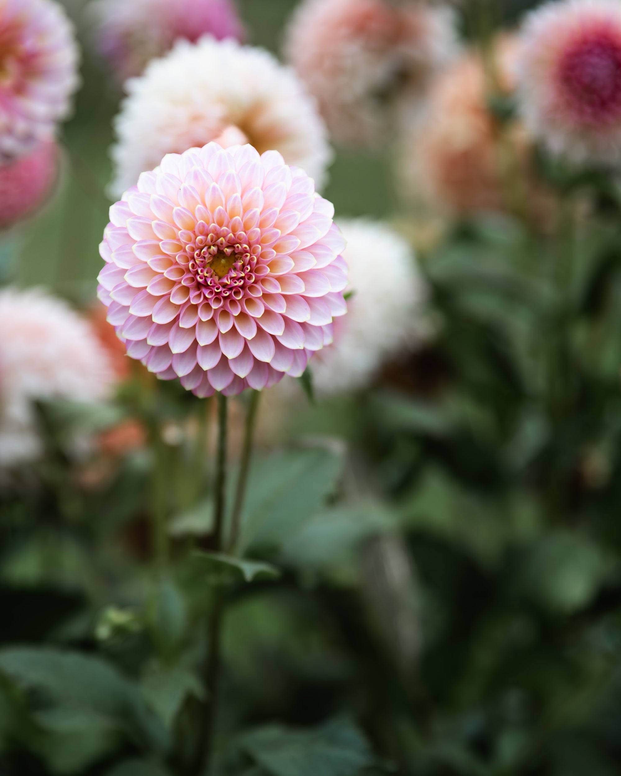 Dahlia Skipley Spot of Gold Tuber Sale