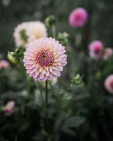 Dahlia Skipley Spot of Gold Tuber Sale