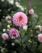 Dahlia Skipley Spot of Gold Tuber Sale