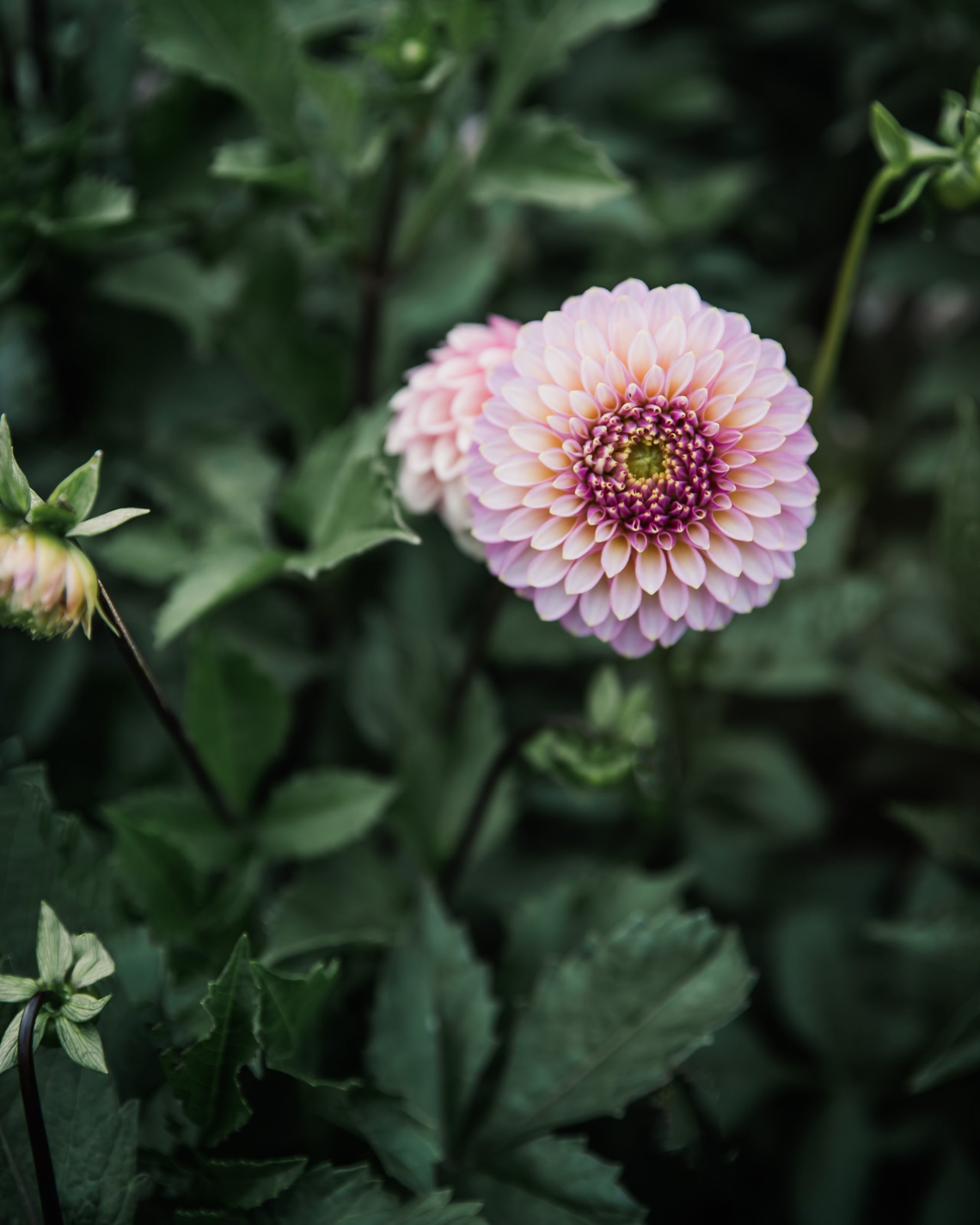 Dahlia Skipley Spot of Gold Tuber Sale