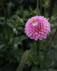 Dahlia Skipley Spot of Gold (Limit 1)