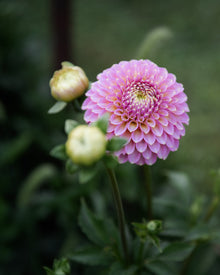 Dahlia Skipley Spot of Gold (Limit 1)