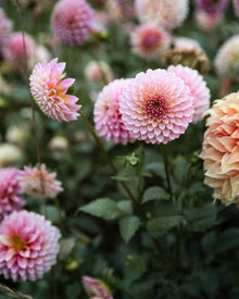 Dahlia Skipley Spot of Gold Tuber Sale