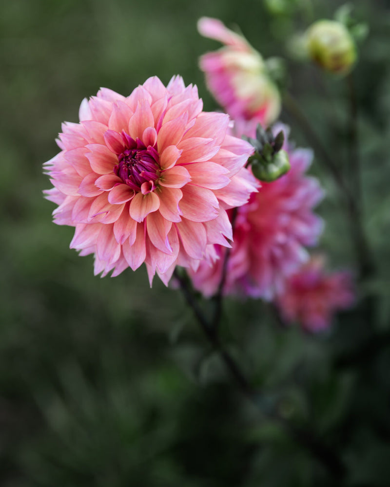Dahlia Sonic Bloom
