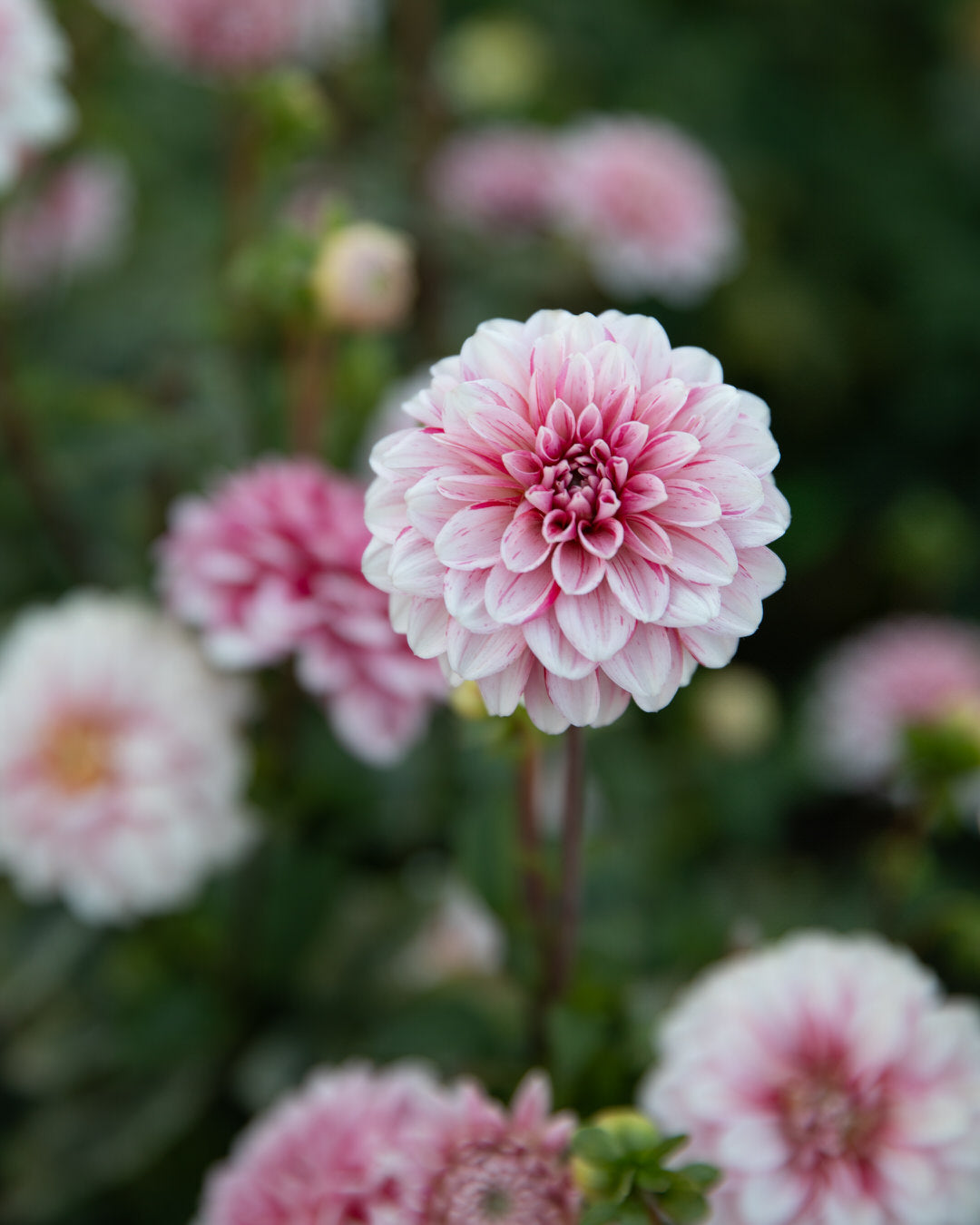 Dahlia Strawberry Cream