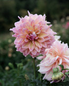 Dahlia Strawberry Ice