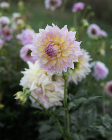 Dahlia Strawberry Ice