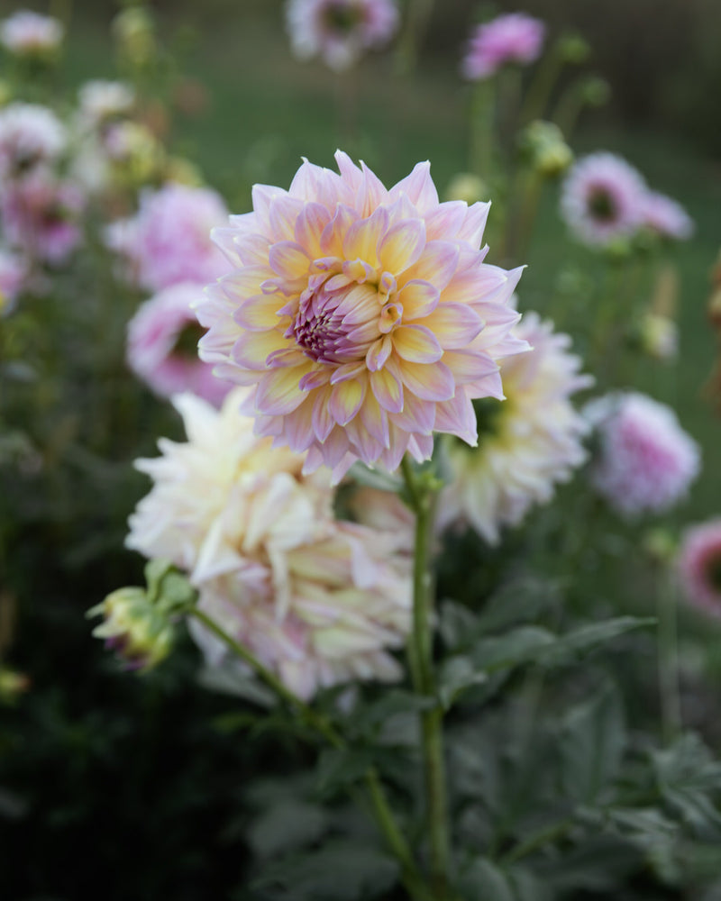 Dahlia Strawberry Ice