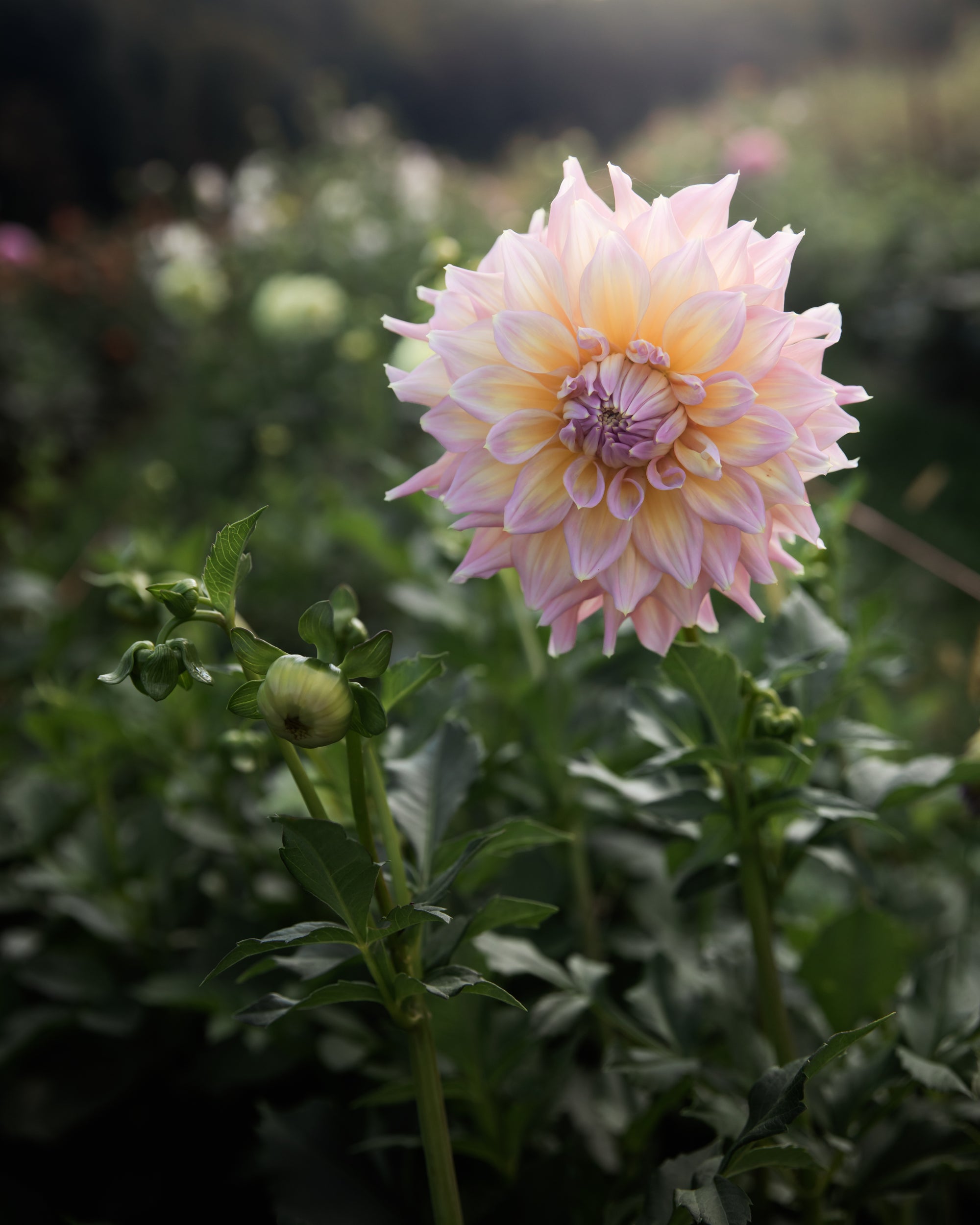 Dahlia Strawberry Ice
